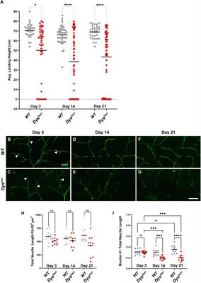 Synaptic defects in a drosophila model of muscular dystrophy